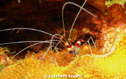 Coral Banded Shrimp by Elizabeth Ehrlich 